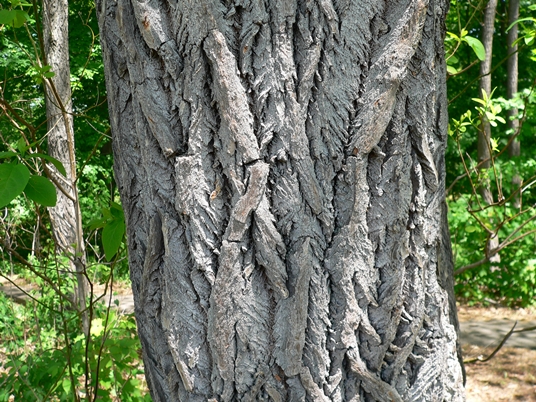 {Sassafras albidum}